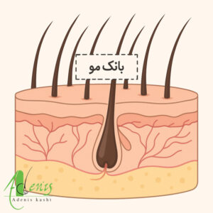 بانک مو کجاست